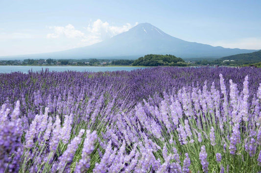 Mt.FUJI.019