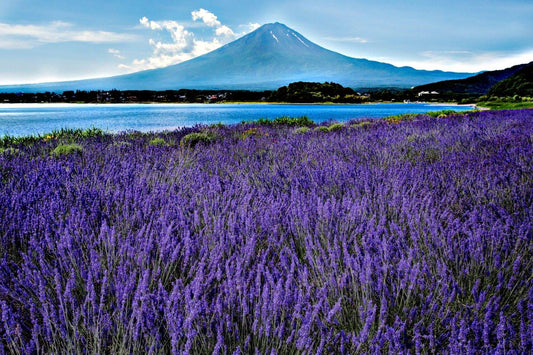 Mt.FUJI.018