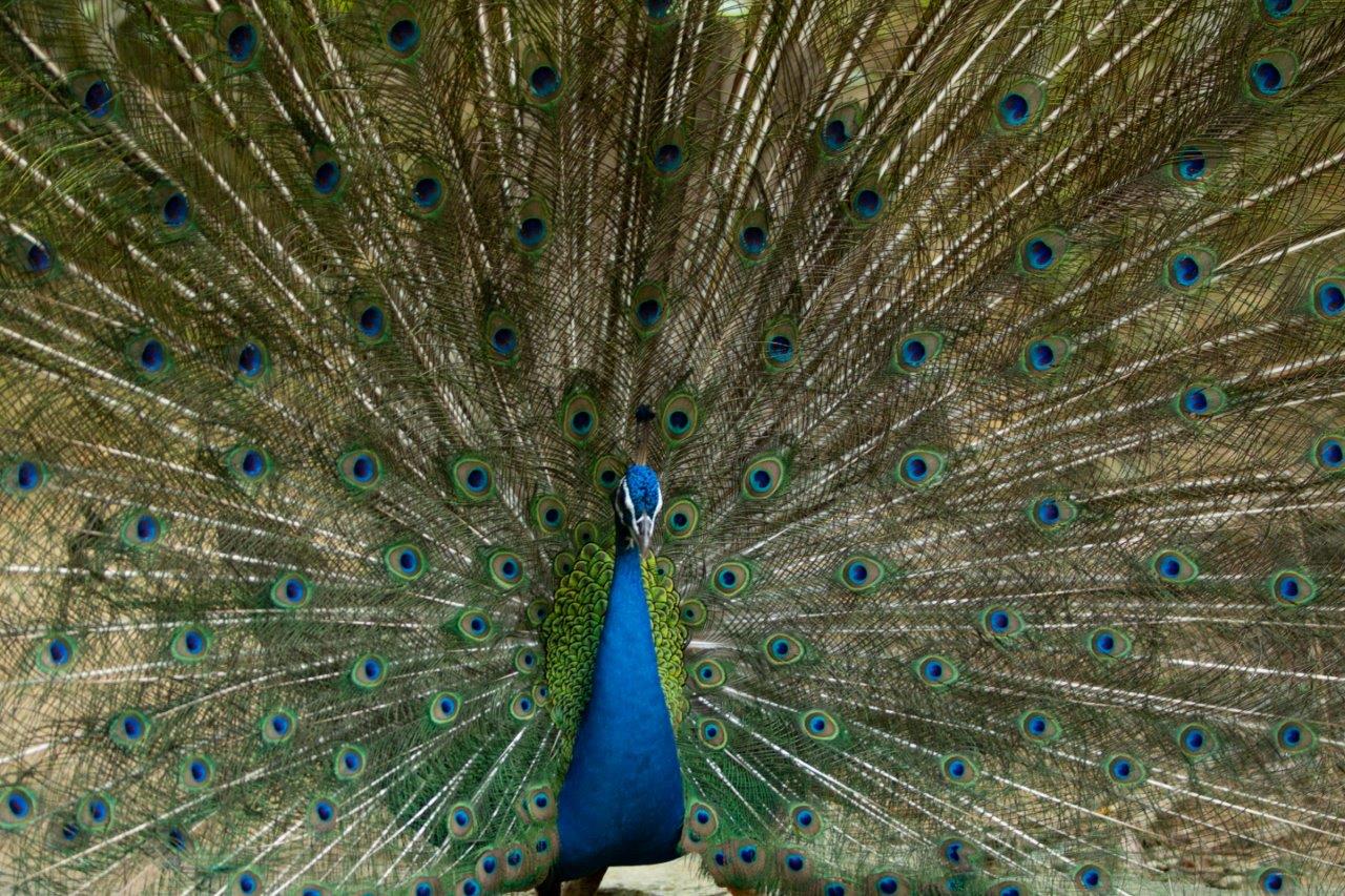 Peacock.002