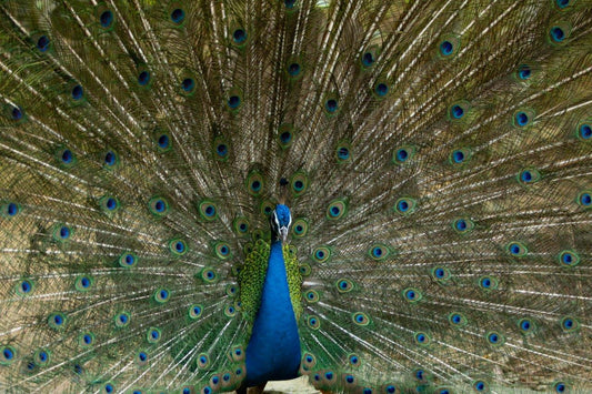 Peacock.002