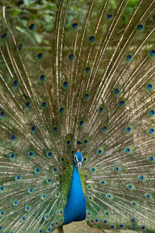 Peacock.004