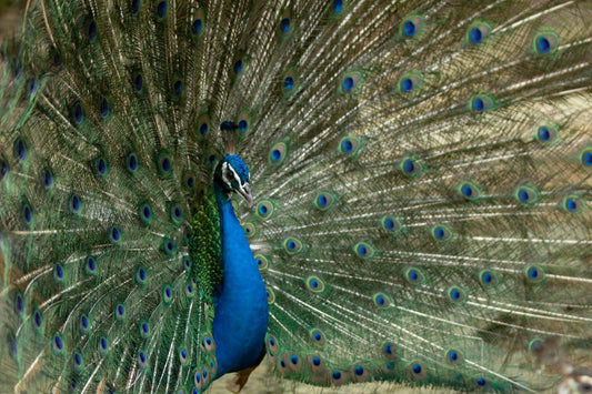 Peacock.005