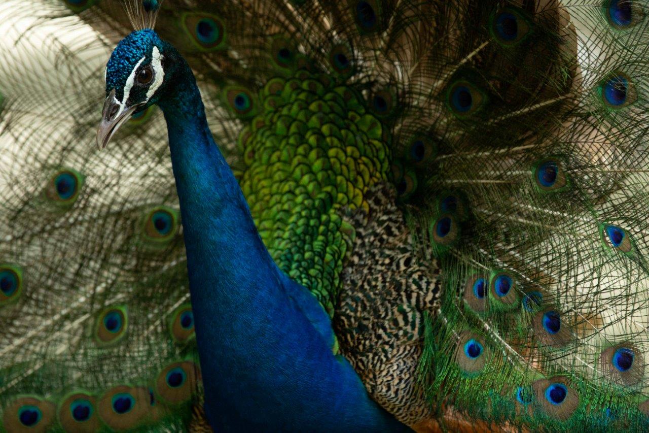 Peacock.006