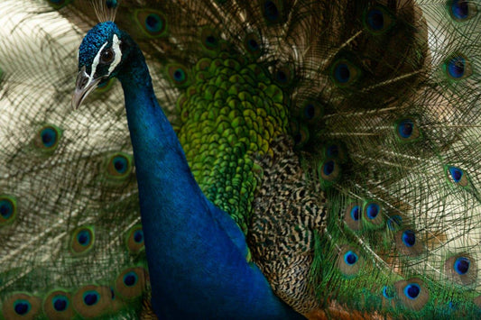 Peacock.006