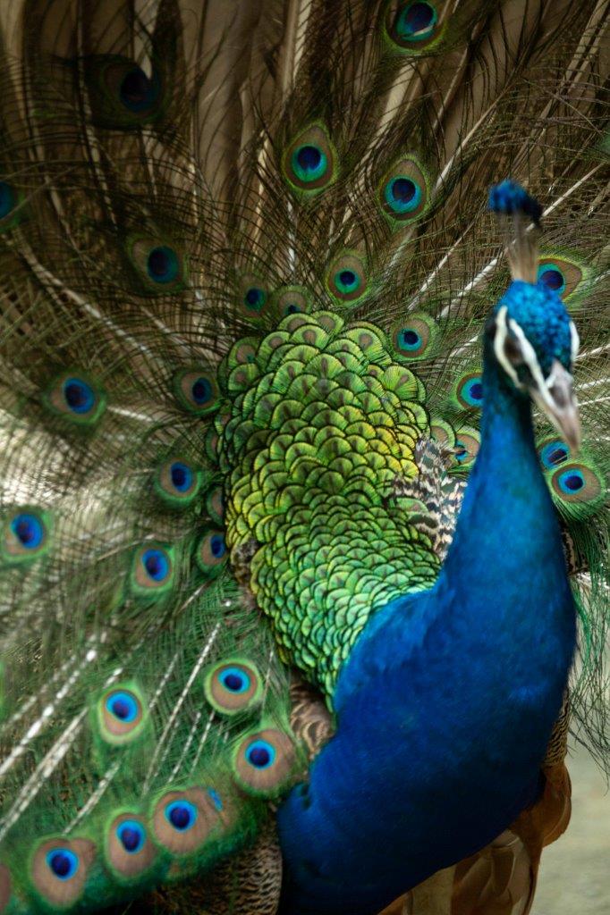 Peacock.007