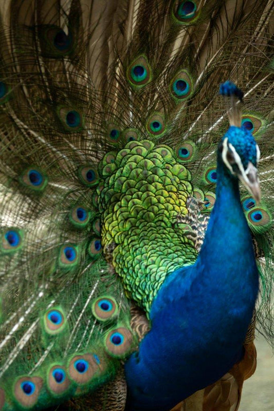 Peacock.007