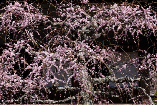 Cherryblossom.001