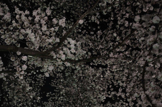 Cherryblossom.010