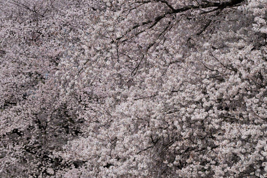 Cherryblossom.021