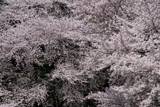 Cherryblossom.022