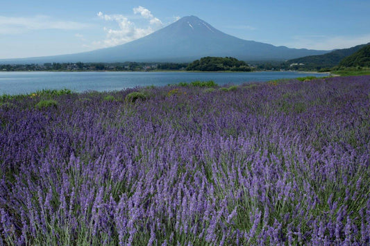 Mt.FUJI.017